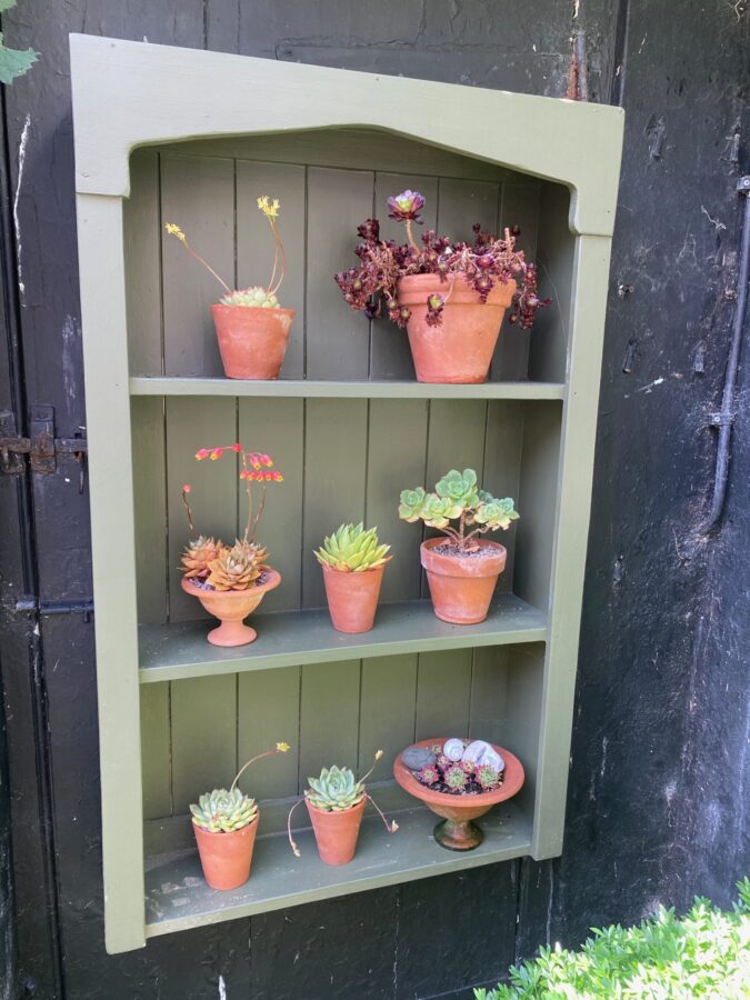 Painted Auricula plant Theatre – Baverstock Gardens